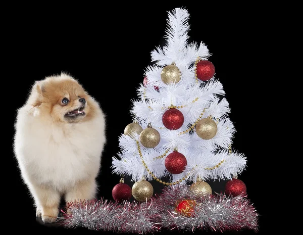 Pomeranian with Christmas tree — Stock Photo, Image