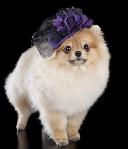 Pomeranian in a hat — Stock Photo, Image