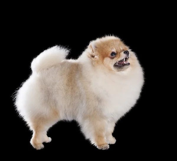 Pomeranian — Stock Photo, Image