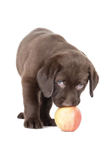 Cachorro Labrador con una manzana —  Fotos de Stock