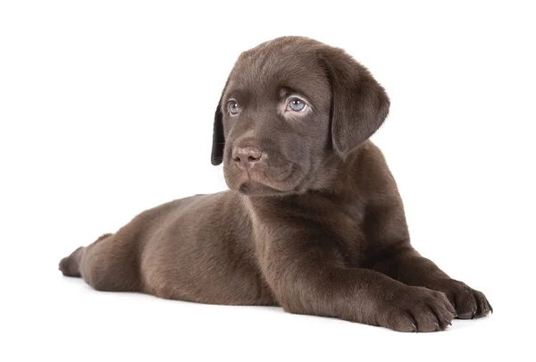 Labrador yavrusu çikolata — Stok fotoğraf