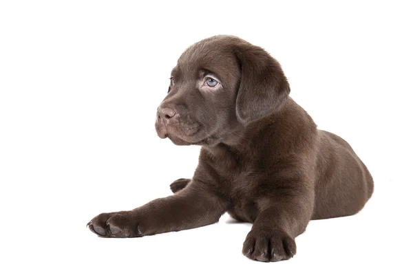 Labrador cachorro chocolate —  Fotos de Stock