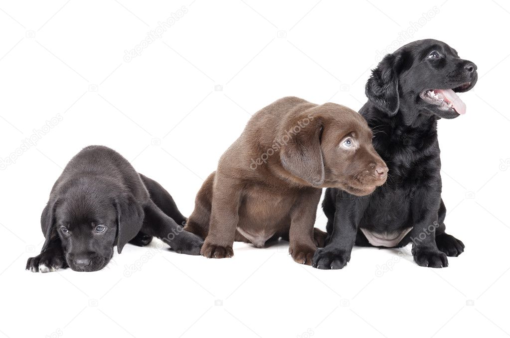 three labrador puppy