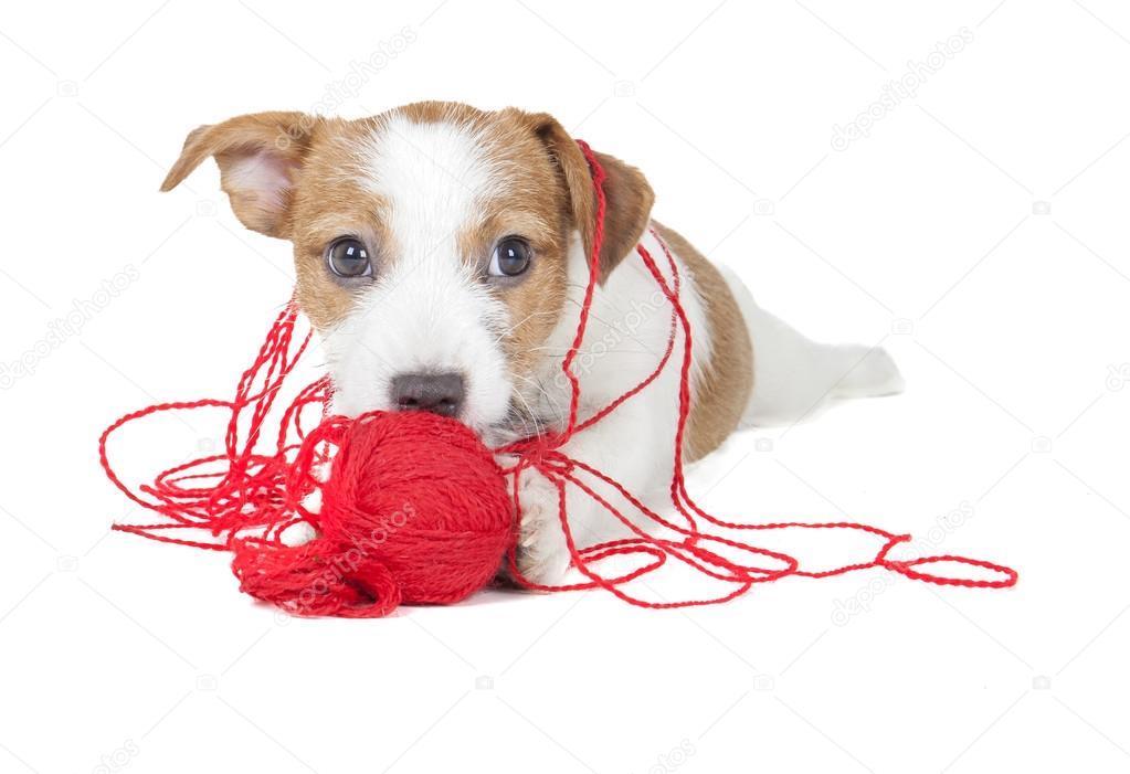 Jack Russell terrier puppy