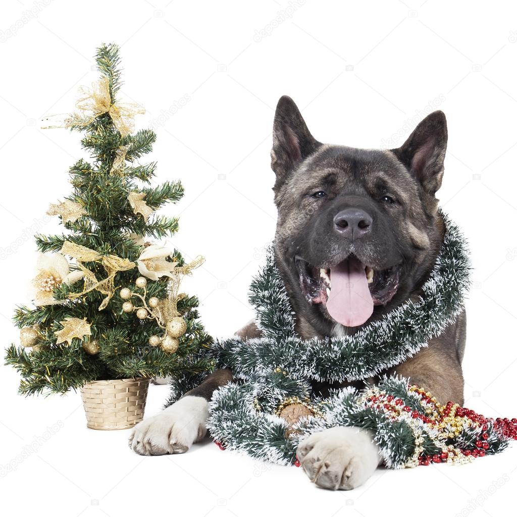 American Akita with a Christmas tree