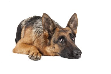 Alman çoban köpeği