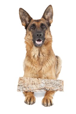 Alman çoban köpeği