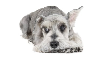 minyatür schnauzer