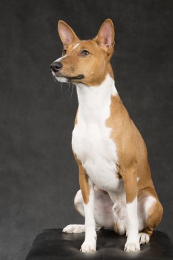 alçaklık-köpek siyah arka plan üzerine