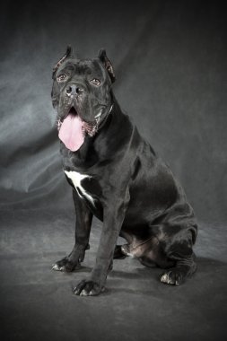 Cane corso