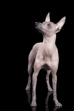 Meksika hairless köpek