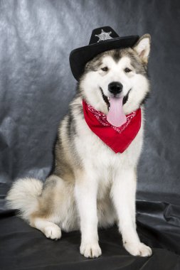 Alaskan malamute