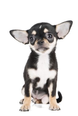 Chihuahua yavrusu
