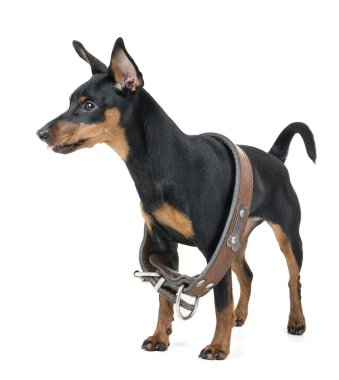 Minyatür pinscher.