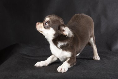 Chihuahua