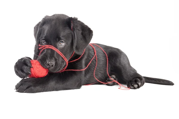 Labrador con una bola de hilo —  Fotos de Stock