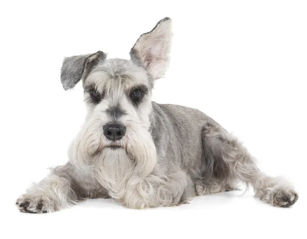 Schnauzer miniature — Photo