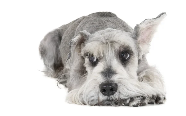 Dvärgschnauzer — Stockfoto