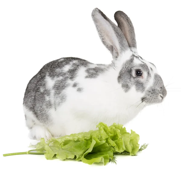 Kanin med kål — Stockfoto