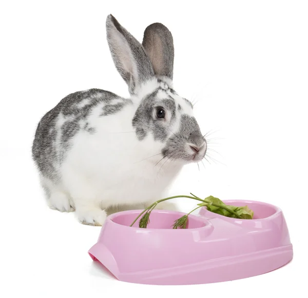 Kanin med en skål — Stockfoto