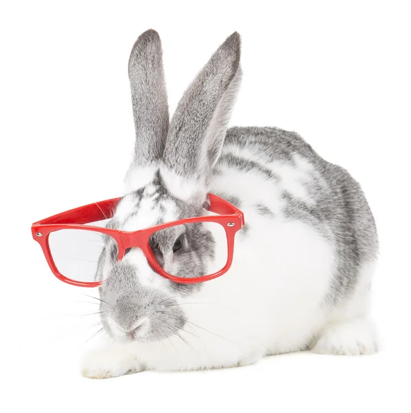 Kanin med glasögon — Stockfoto