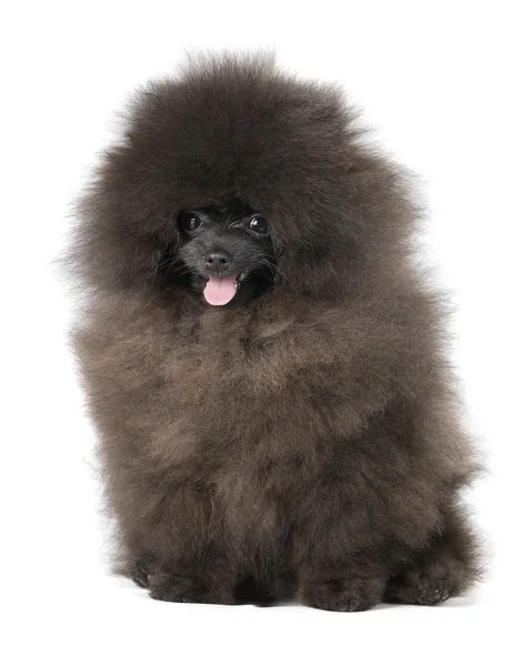 Duitse spitz pup — Stockfoto