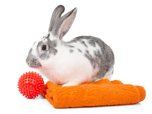 Tvätta kanin — Stockfoto