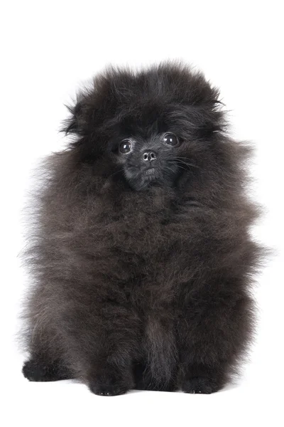 Duitse spitz pup — Stockfoto