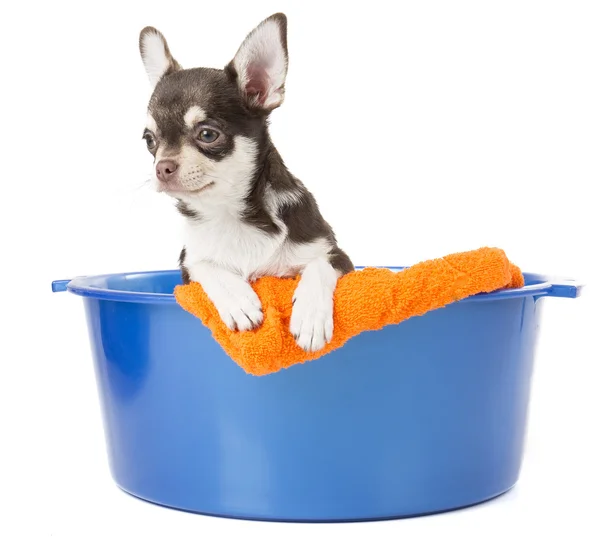 Hund wäscht sich in einem Becken mit Schaum — Stockfoto