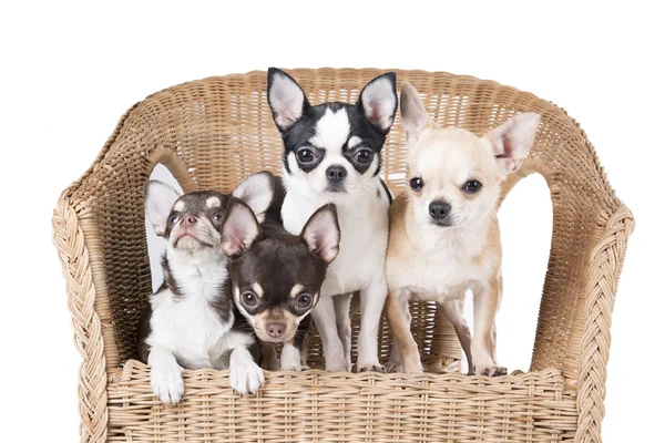 Chihuahua bir sandalyede — Stok fotoğraf