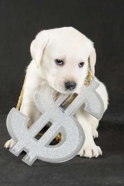 Labrador kiskutya — Stock Fotó