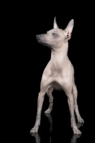 Mexicano Cão Sem Cabelo — Fotografia de Stock