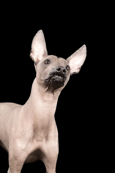 Meksika hairless köpek — Stok fotoğraf