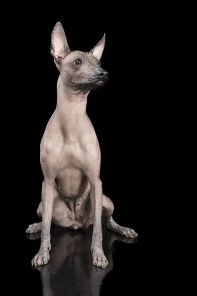 Cane messicano senza peli — Foto Stock