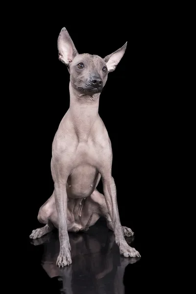 Мексиканская безволосая собака — стоковое фото