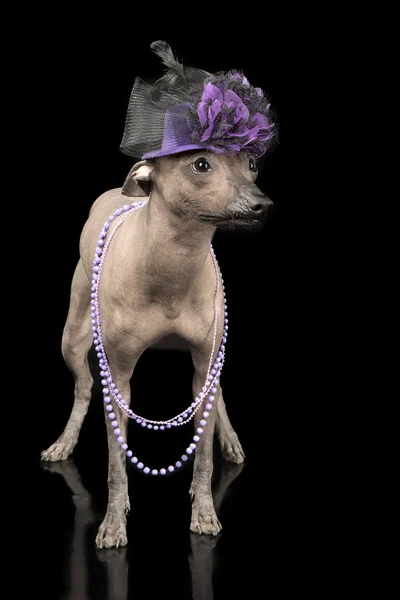Mexican hairless dog — Stock Photo, Image