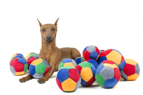 Zwergpinscher mit einem Bal — Stockfoto