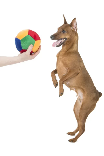 Dwergpinscher met een bal — Stockfoto