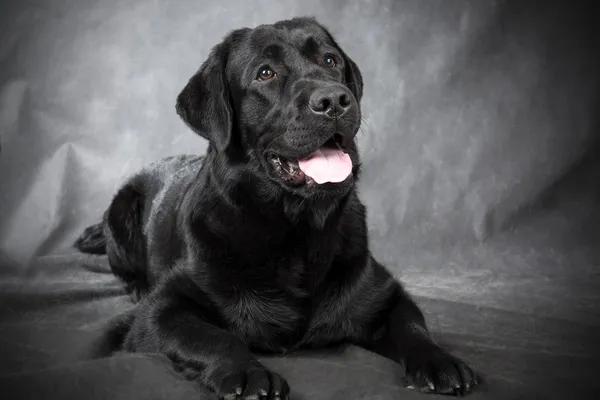 Svart labrador retriever — Stockfoto