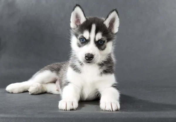 Sibiřský husky — Stock fotografie