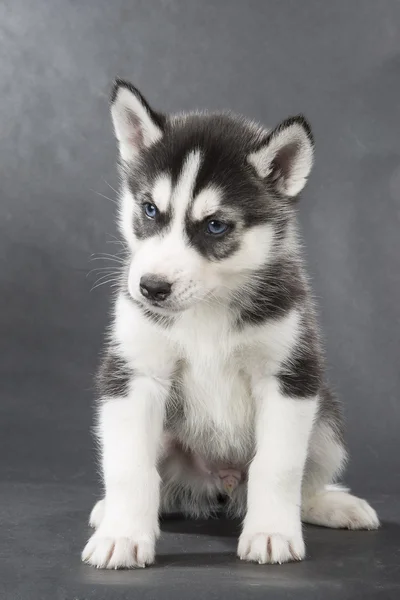 Siberian Husky — Stock Photo, Image