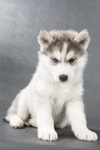 Sibiřský husky — Stock fotografie