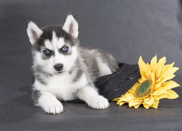 Sibiřský husky — Stock fotografie