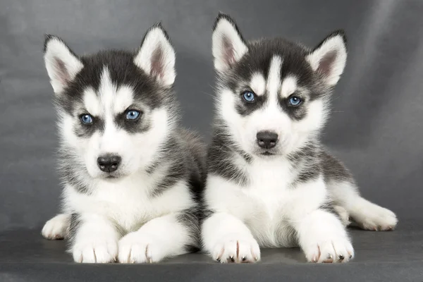 Husky siberiano — Foto Stock