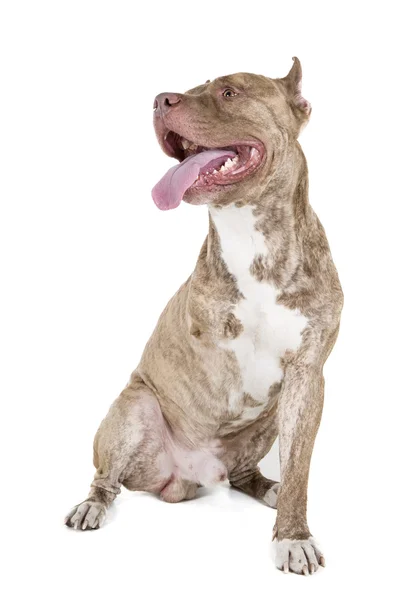 Pitbull behindert — Stockfoto