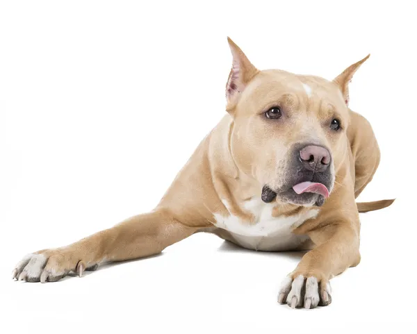 Pit bull — Stock Photo, Image