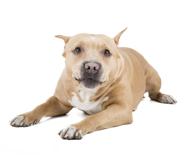 Pit bull — Foto de Stock