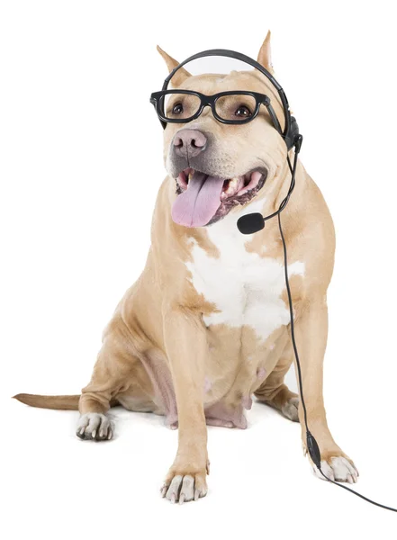 Pitbull in Gläsern — Stockfoto