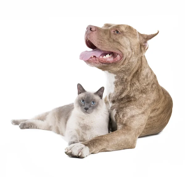 Питбуль и кот — стоковое фото