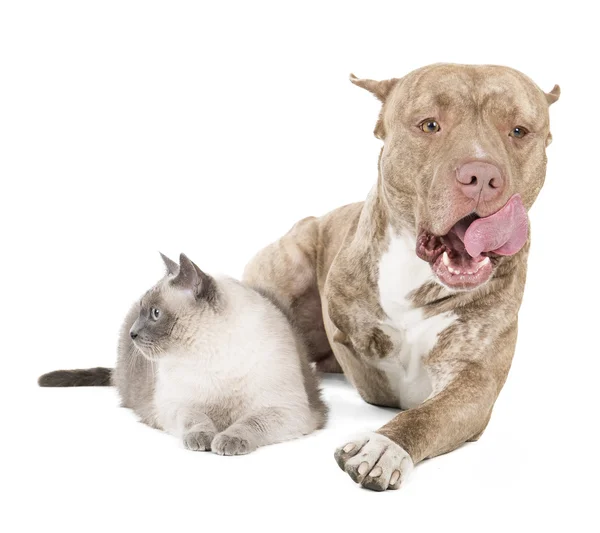 Pit bull y un gato —  Fotos de Stock